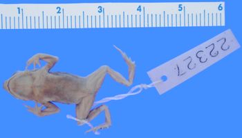 Media type: image; Herpetology A-22327